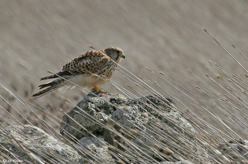    Common Kestrel Falco  Tinnunculus                      , , 2009.:      